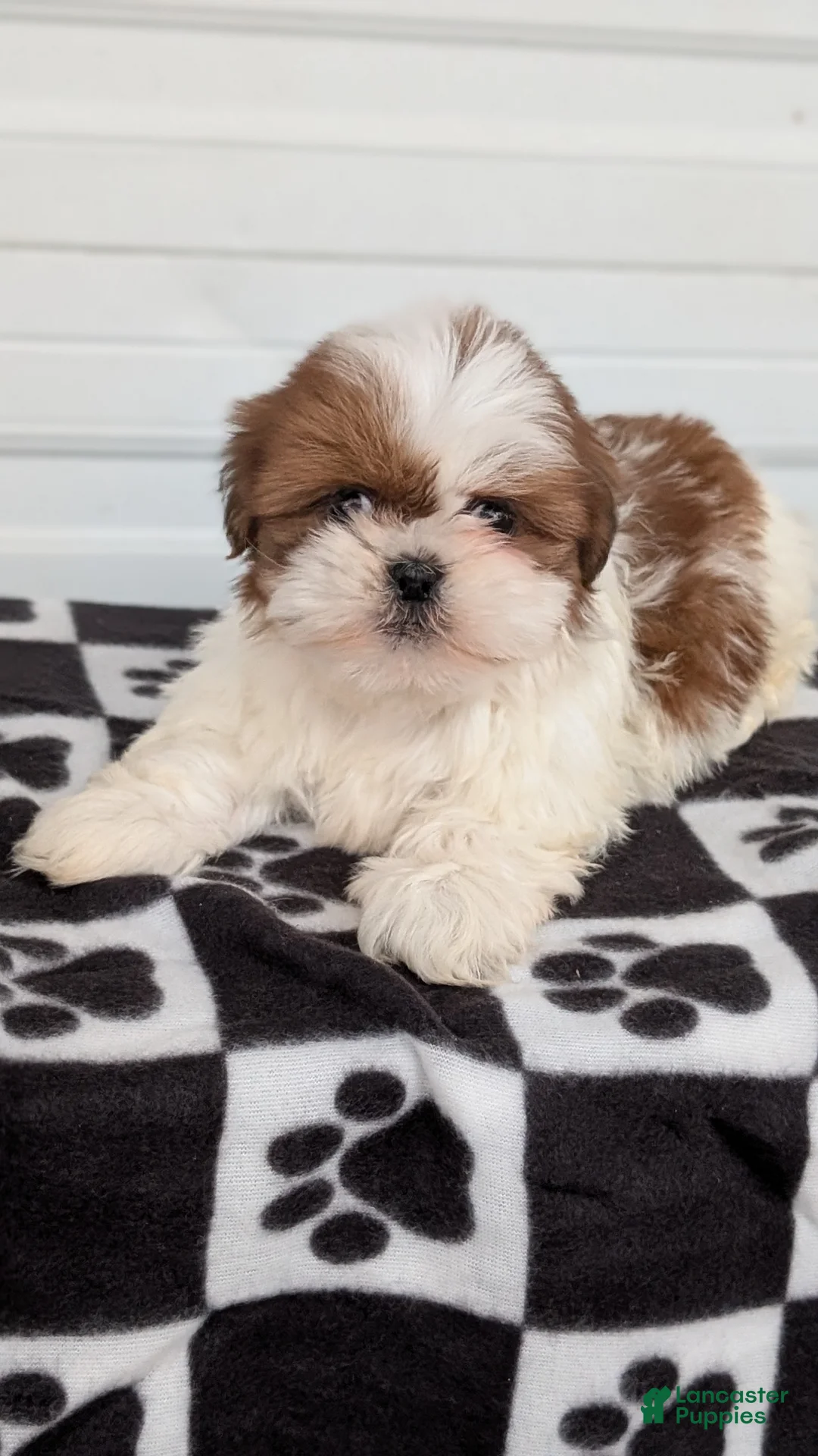 Shih Tzu dogs for sale: Parker - Ad 2