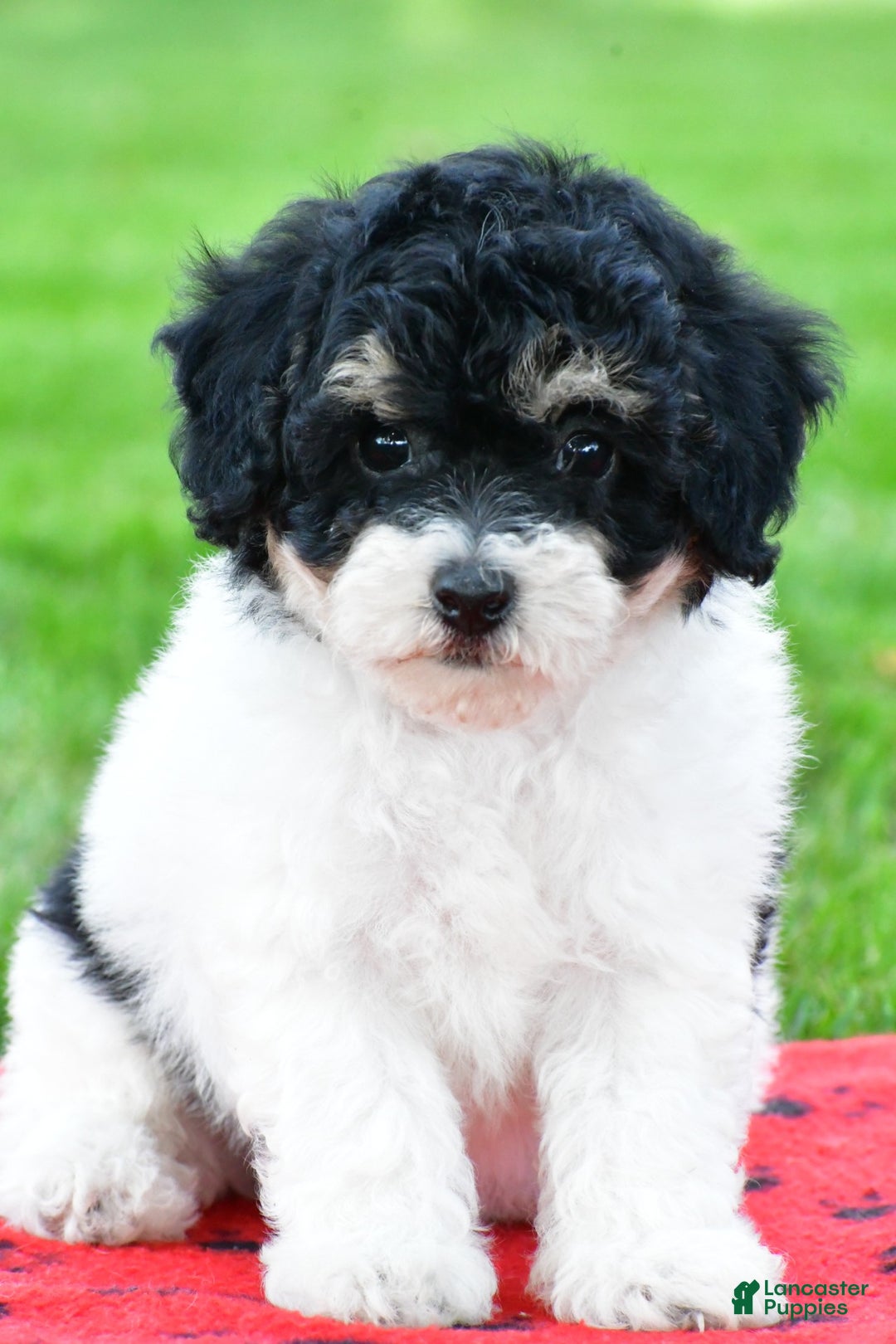 Bichpoo dogs for sale: knox - Ad 14