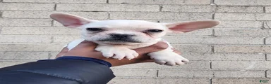 French Bulldog Puppy 1