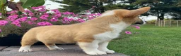 Welsh Corgi Pembroke dogs for sale: Welsh Corgi Pembroke 1 - Ad 3