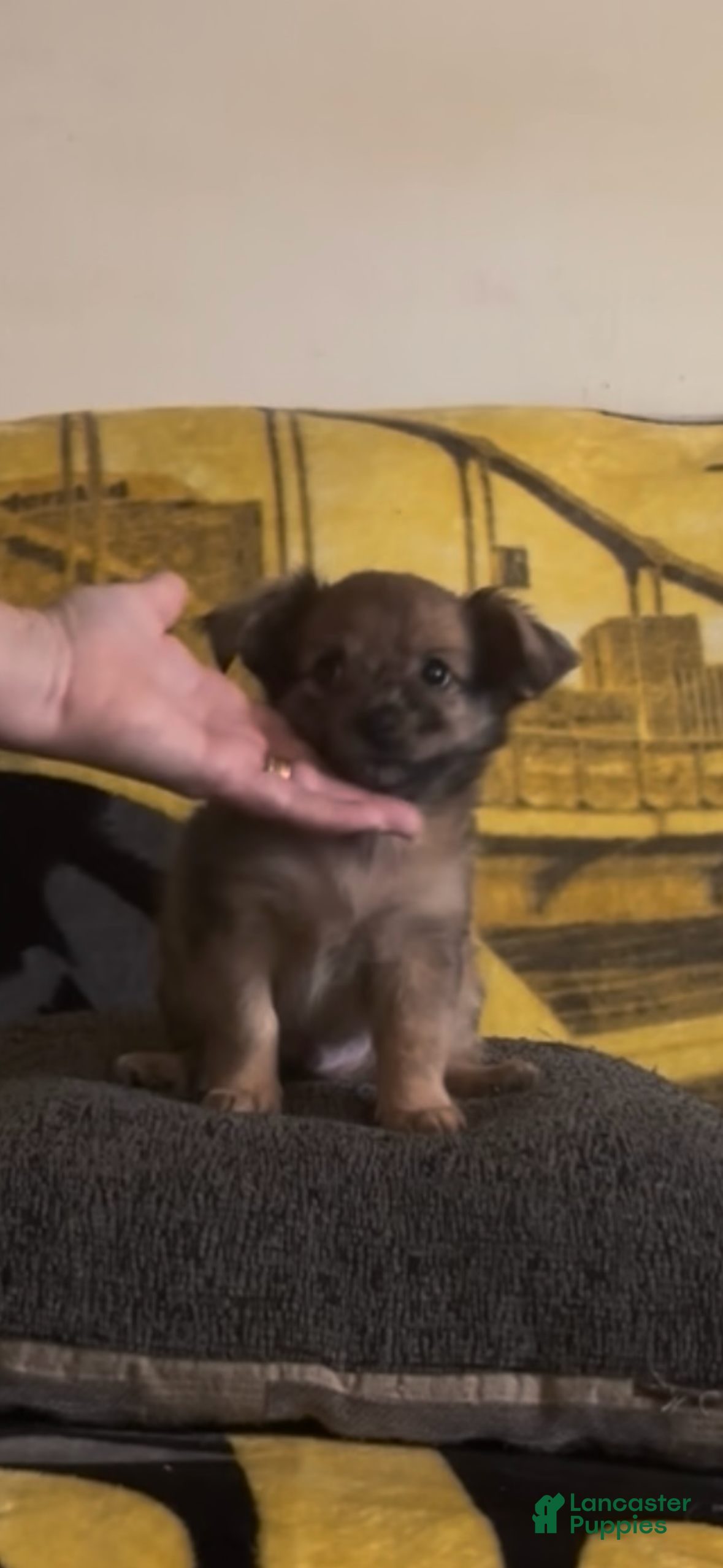 Chiweenie dogs T-Rex  - Ad 1