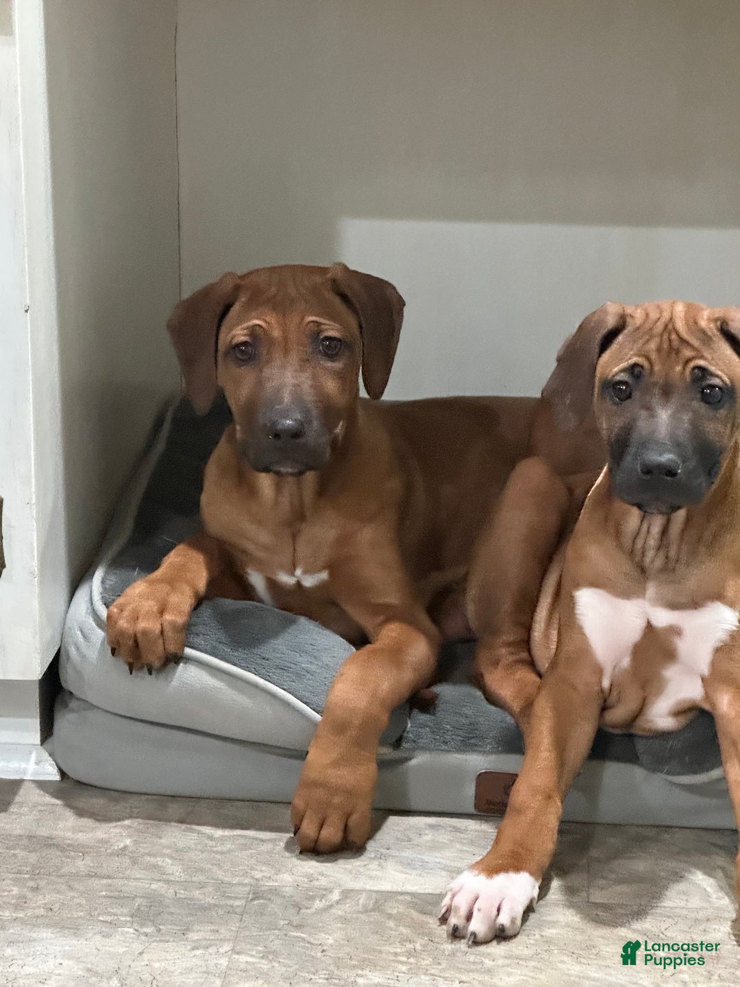 Rhodesian Ridgeback dogs for sale: SOLD “JOJO" AKC RHODESIAN RIDGEBACK - Ad 5