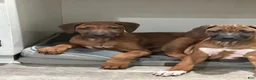 Rhodesian Ridgeback dogs for sale: SOLD “JOJO" AKC RHODESIAN RIDGEBACK - Ad 5