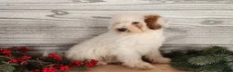 Mini Bernedoodle dogs for sale: Rudolph - Ad 12