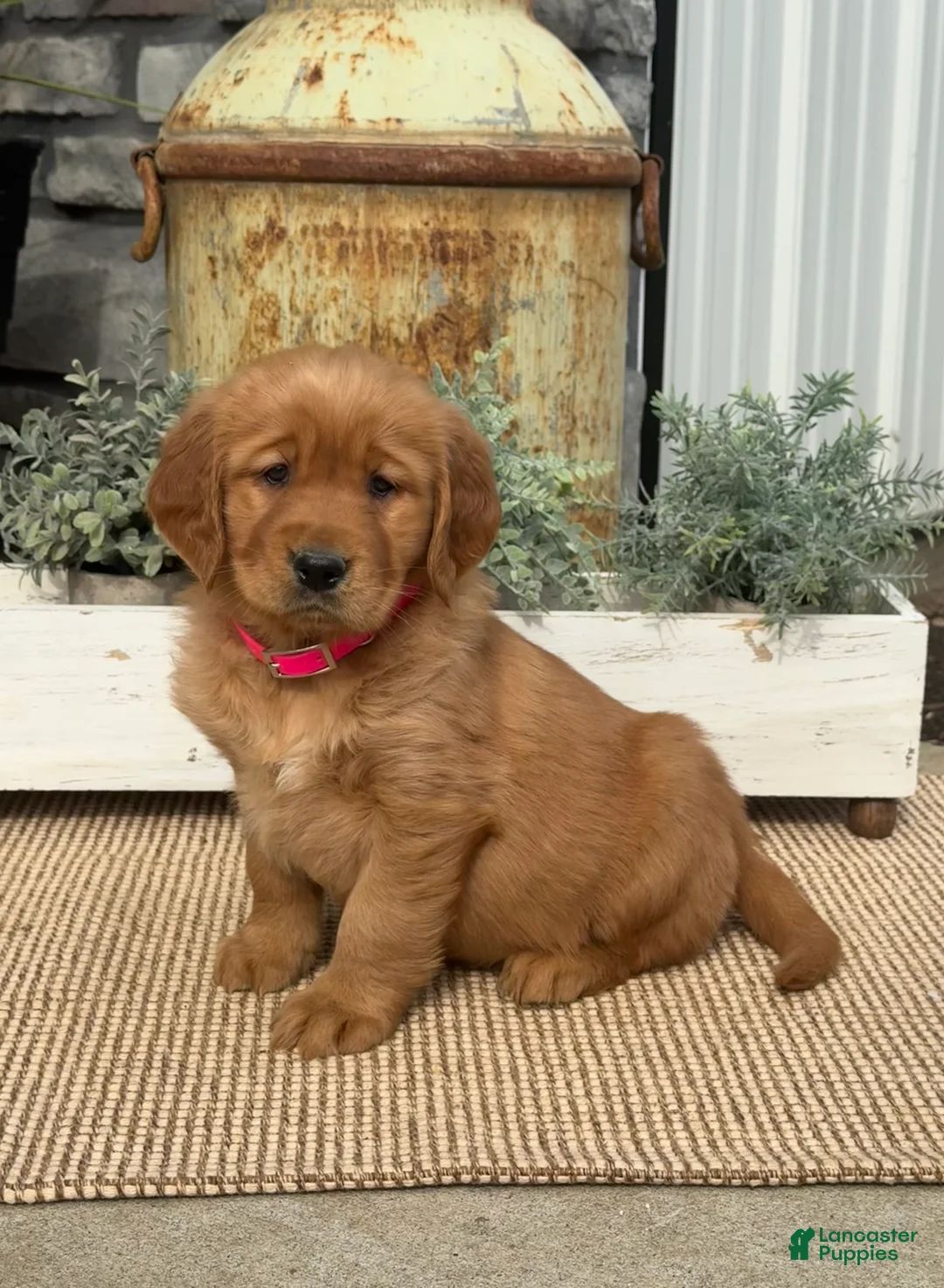 Golden Retriever dogs for sale: Bunny - Ad 1