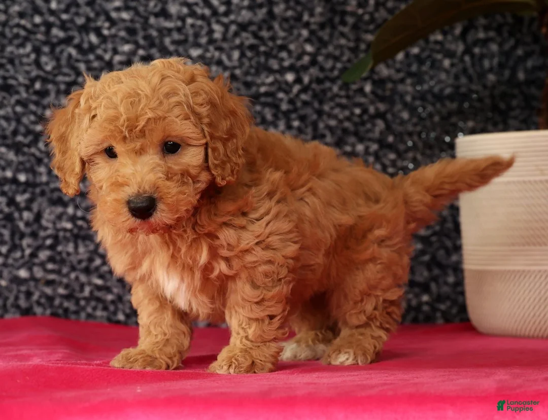 Bichpoo dogs for sale: Flint - Ad 4