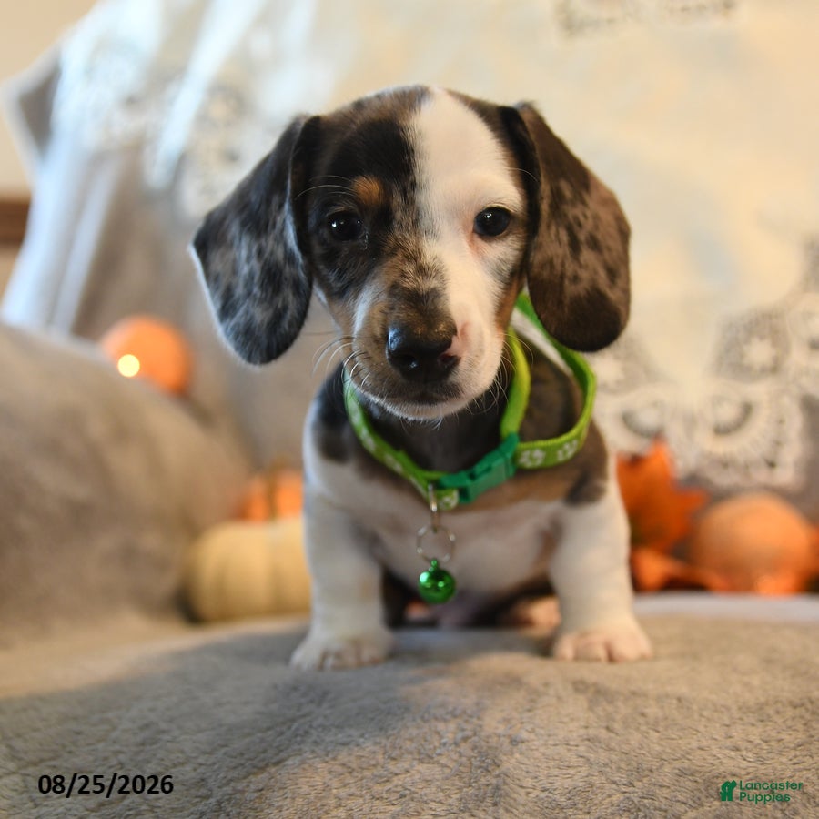 Dachshund dogs Pepper - Ad 2