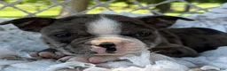 Boston Terrier dogs for sale: Macy - Ad 8