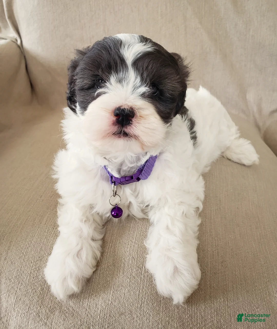 Shihpoo dogs for sale: Daffy - Ad 1