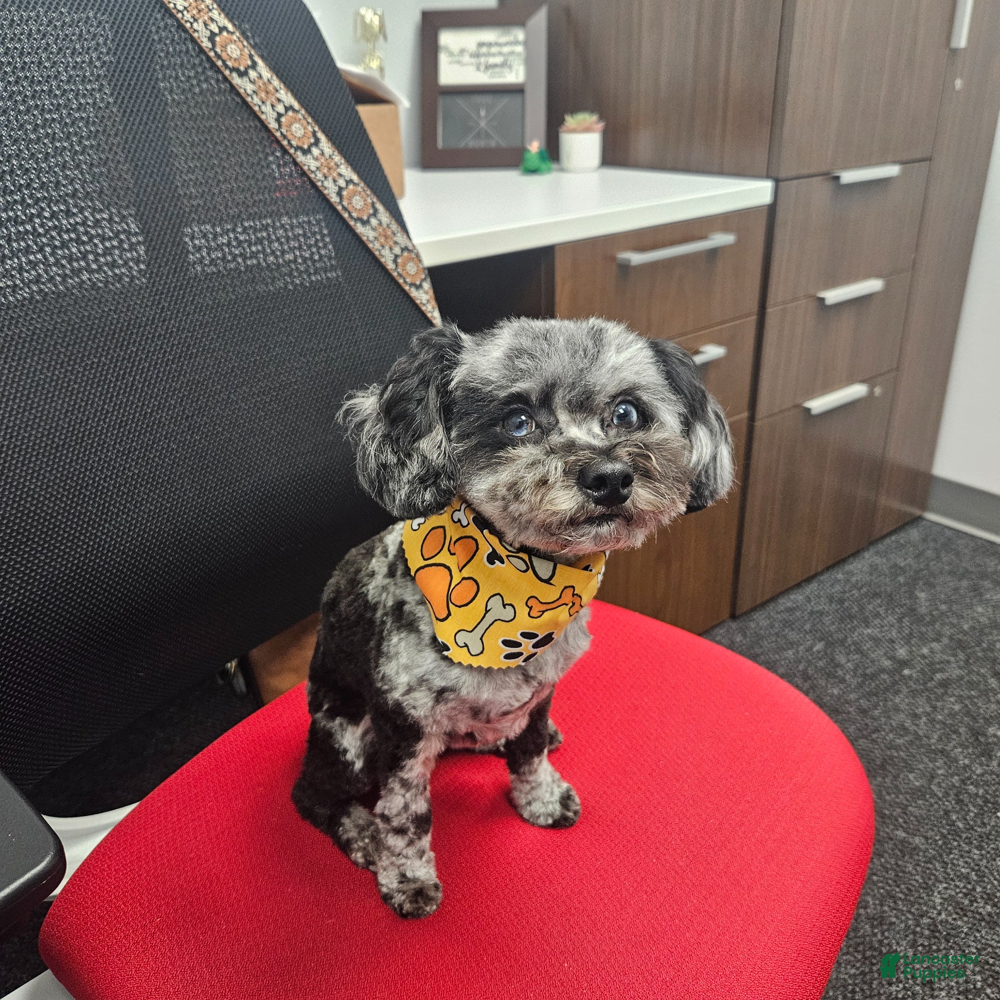 Toy Poodle dogs Tripper Doodle the Toy Poodle - Ad 2