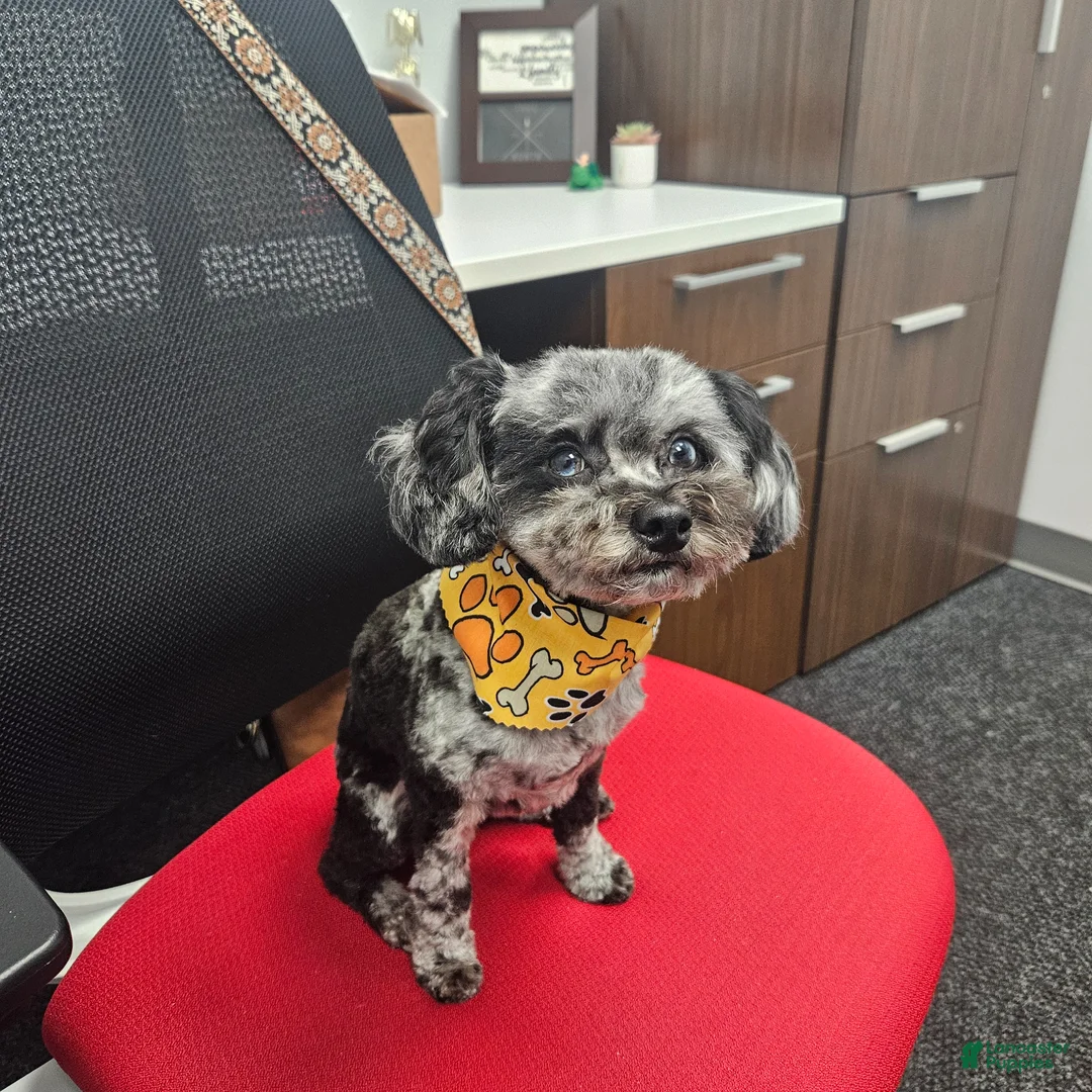 Toy Poodle dogs for stud: Tripper Doodle the Toy Poodle - Ad 1