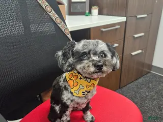 Toy Poodle dogs Tripper Doodle the Toy Poodle - Ad 2