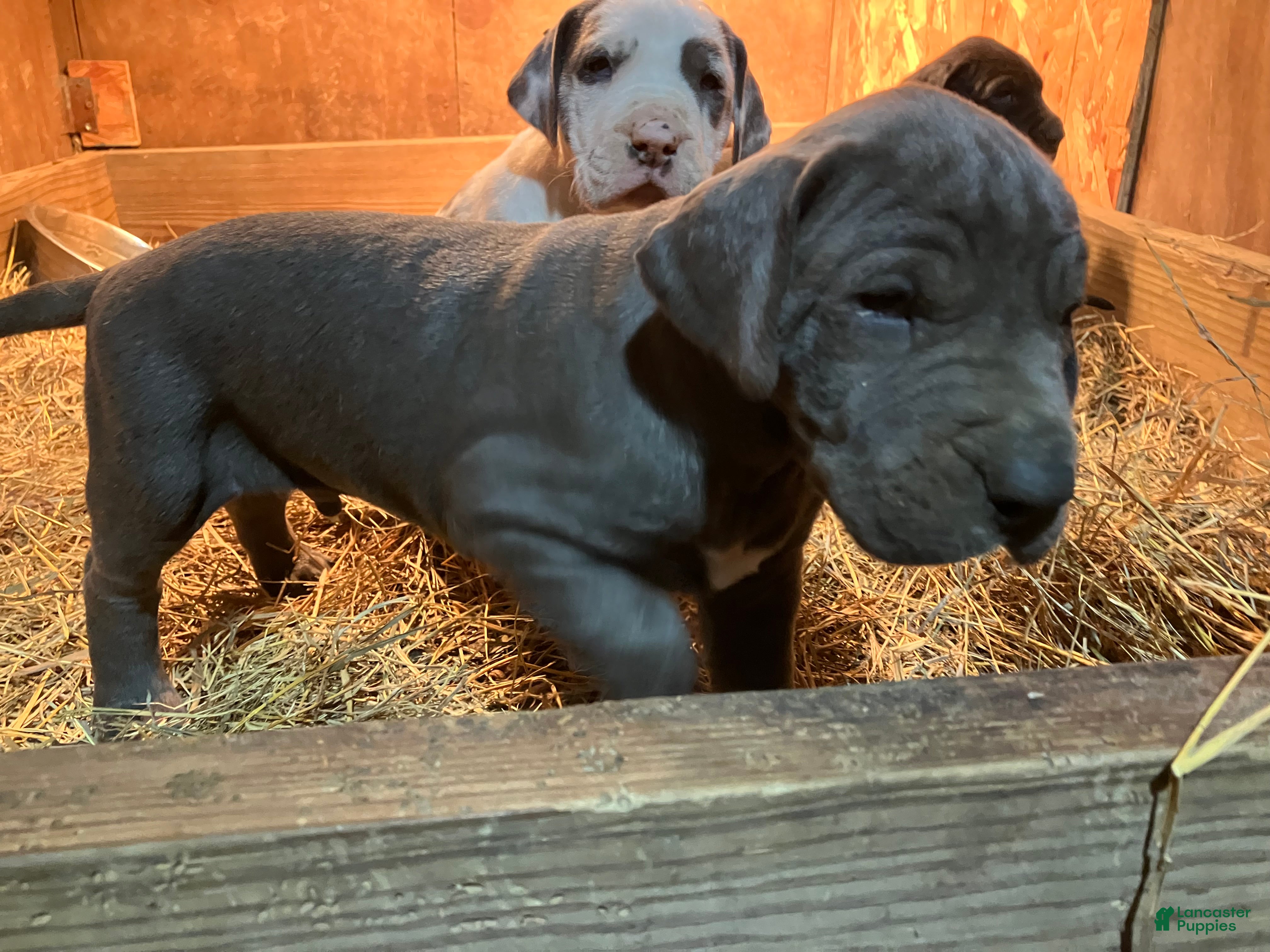 Great Dane dogs Rain - Ad 11