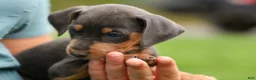 Miniature Pinscher dogs for sale: ANDREW - Ad 12