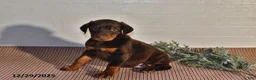 Doberman Pinscher dogs for sale: Daisy - Ad 10