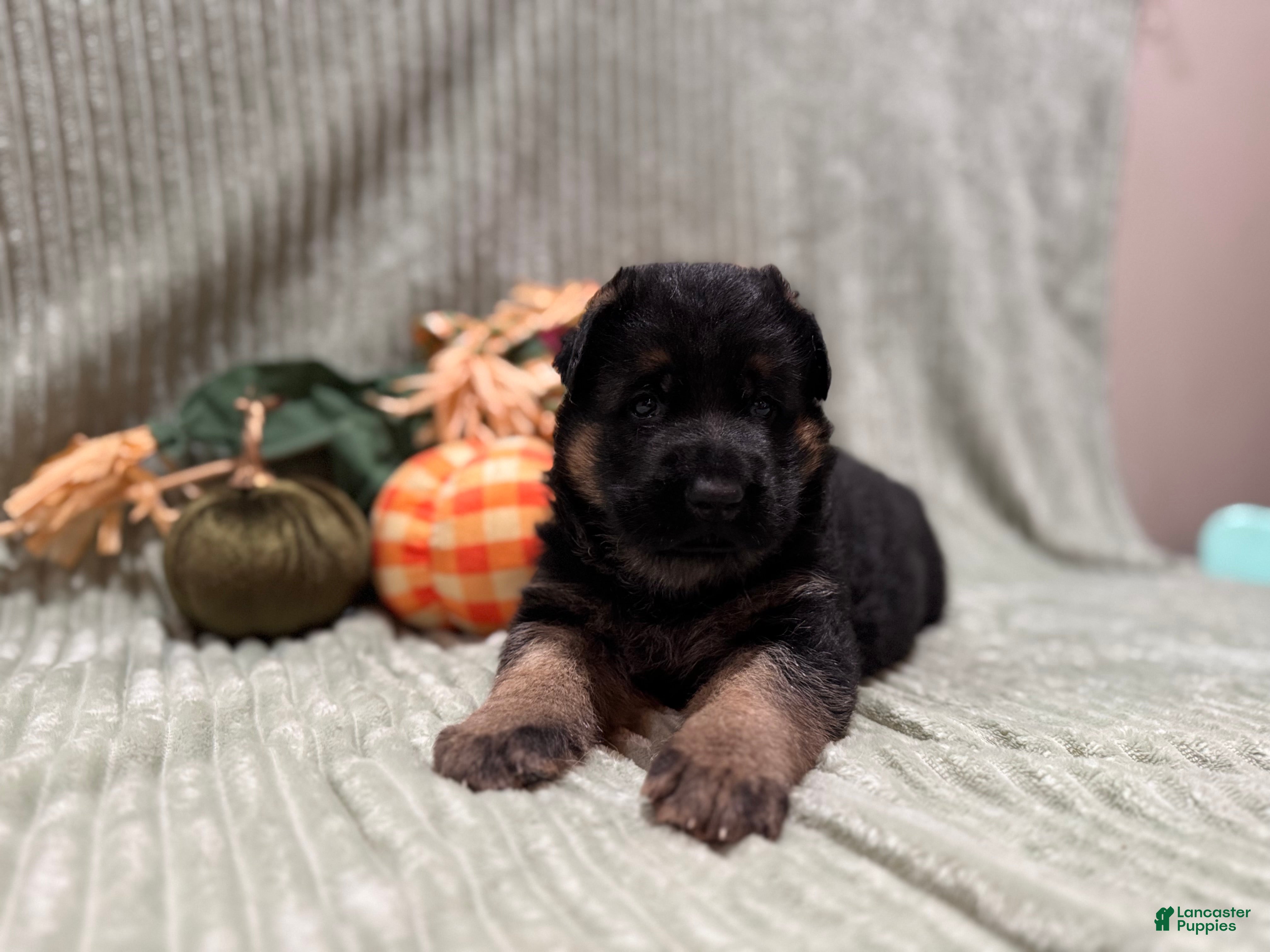 Max