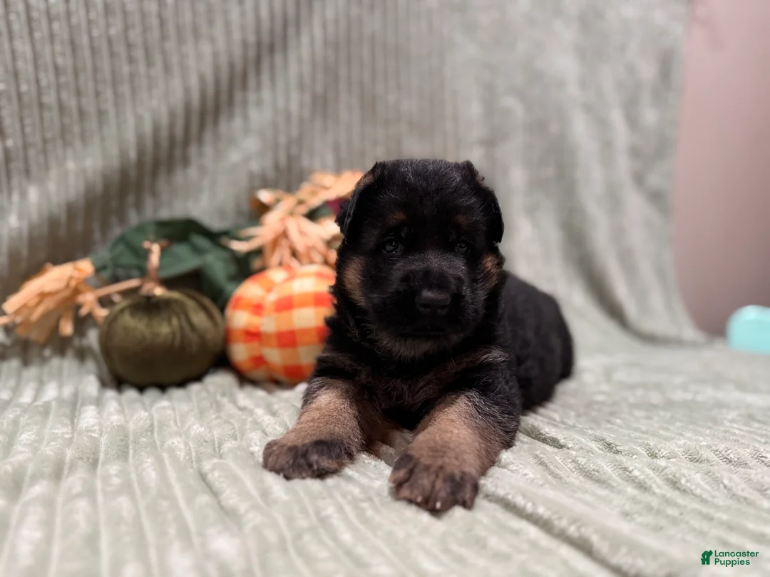 German Shepherd dogs for sale: Max - Ad 1