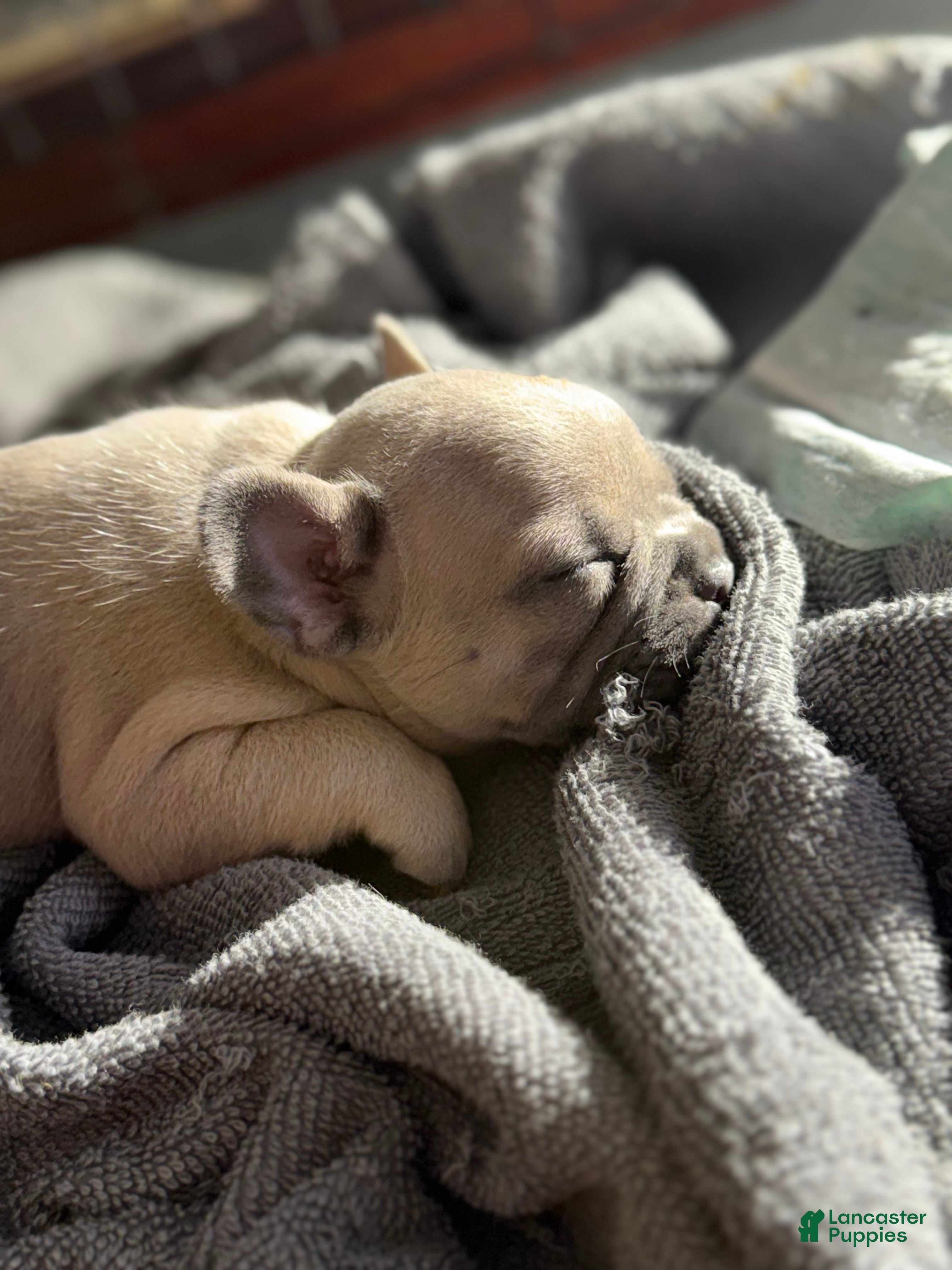 French Bulldog dogs French Bulldog Puppy 4 - Ad 37