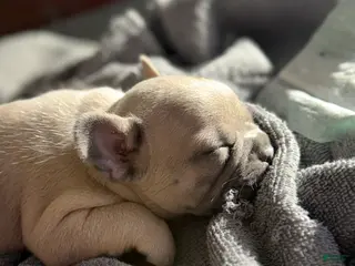 French Bulldog dogs French Bulldog Puppy 4 - Ad 39