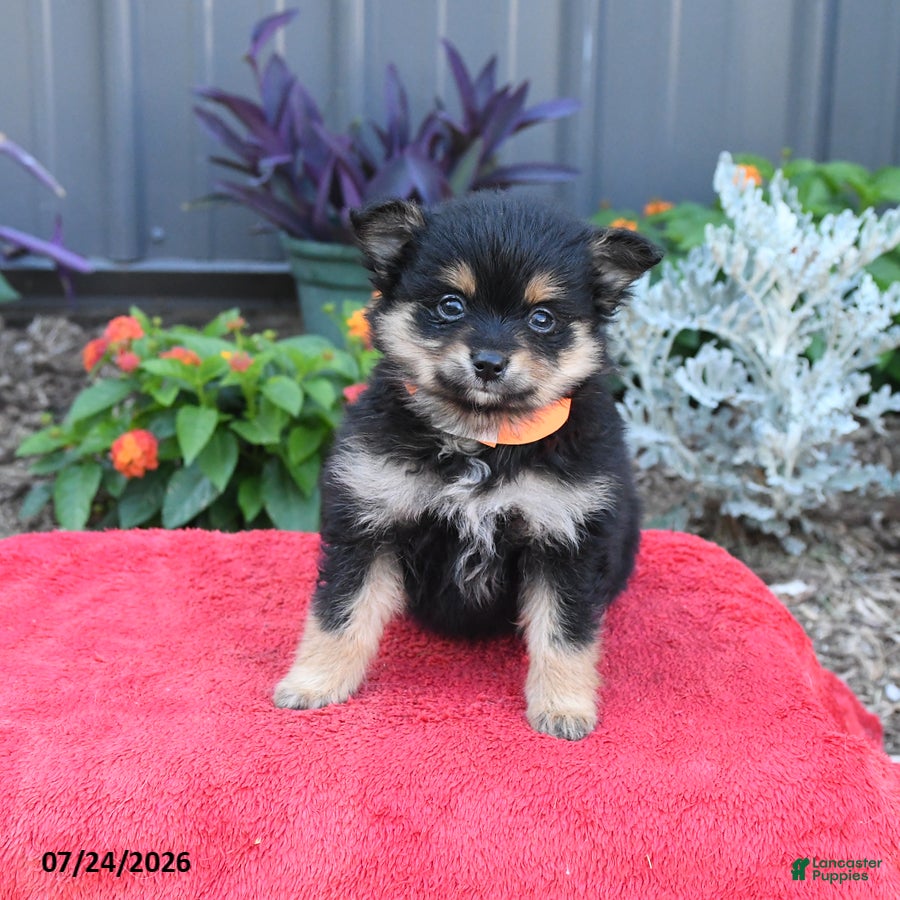 Pomeranian dogs Huck - Ad 2