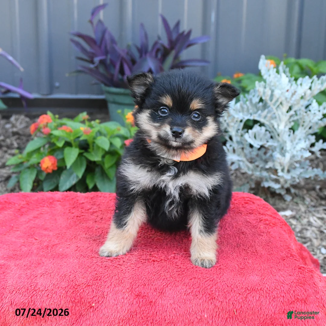 Pomeranian dogs for sale: Huck - Ad 2