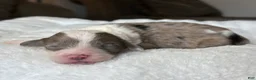 Sheepadoodle dogs for sale: Merle Female 3 - Ad 3