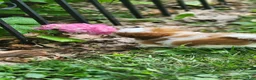 Shih Tzu dogs for sale: Shih Tzu 4 - Ad 7