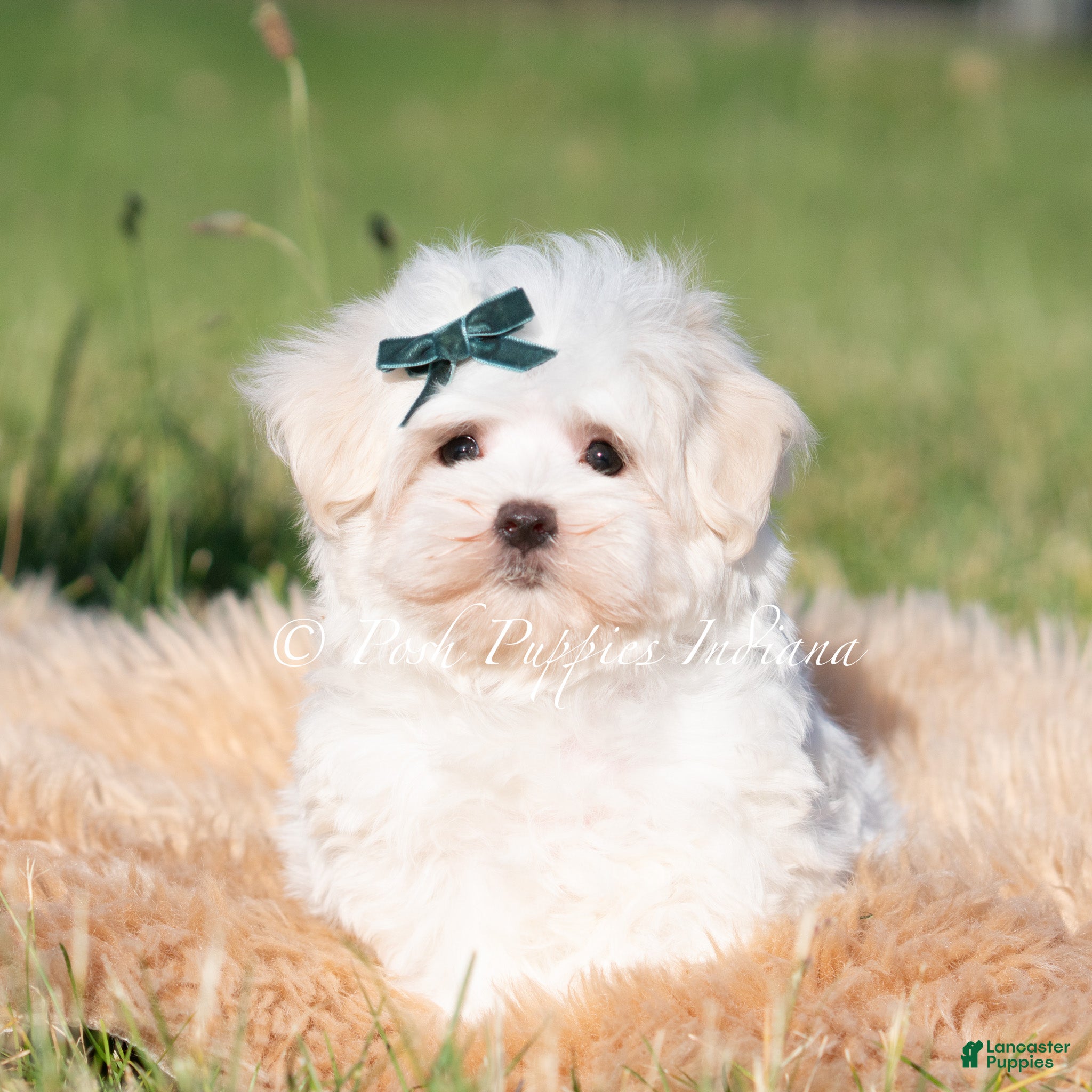 Maltese dogs Mochi AKC - Ad 35
