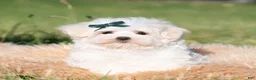 Maltese dogs for sale: Mochi AKC - Ad 1