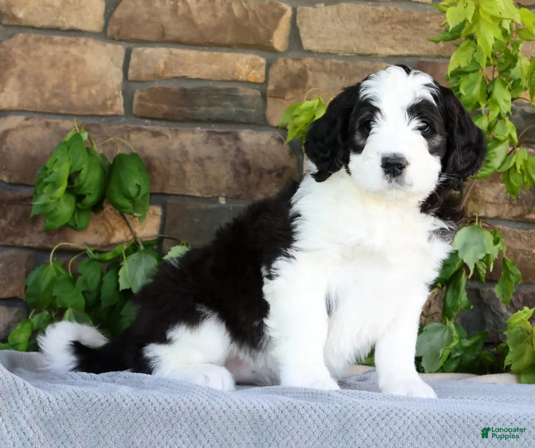 Saint Berdoodles dogs for sale: Violet - Ad 1