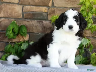 Saint Berdoodles dogs for sale: Violet - Ad 1