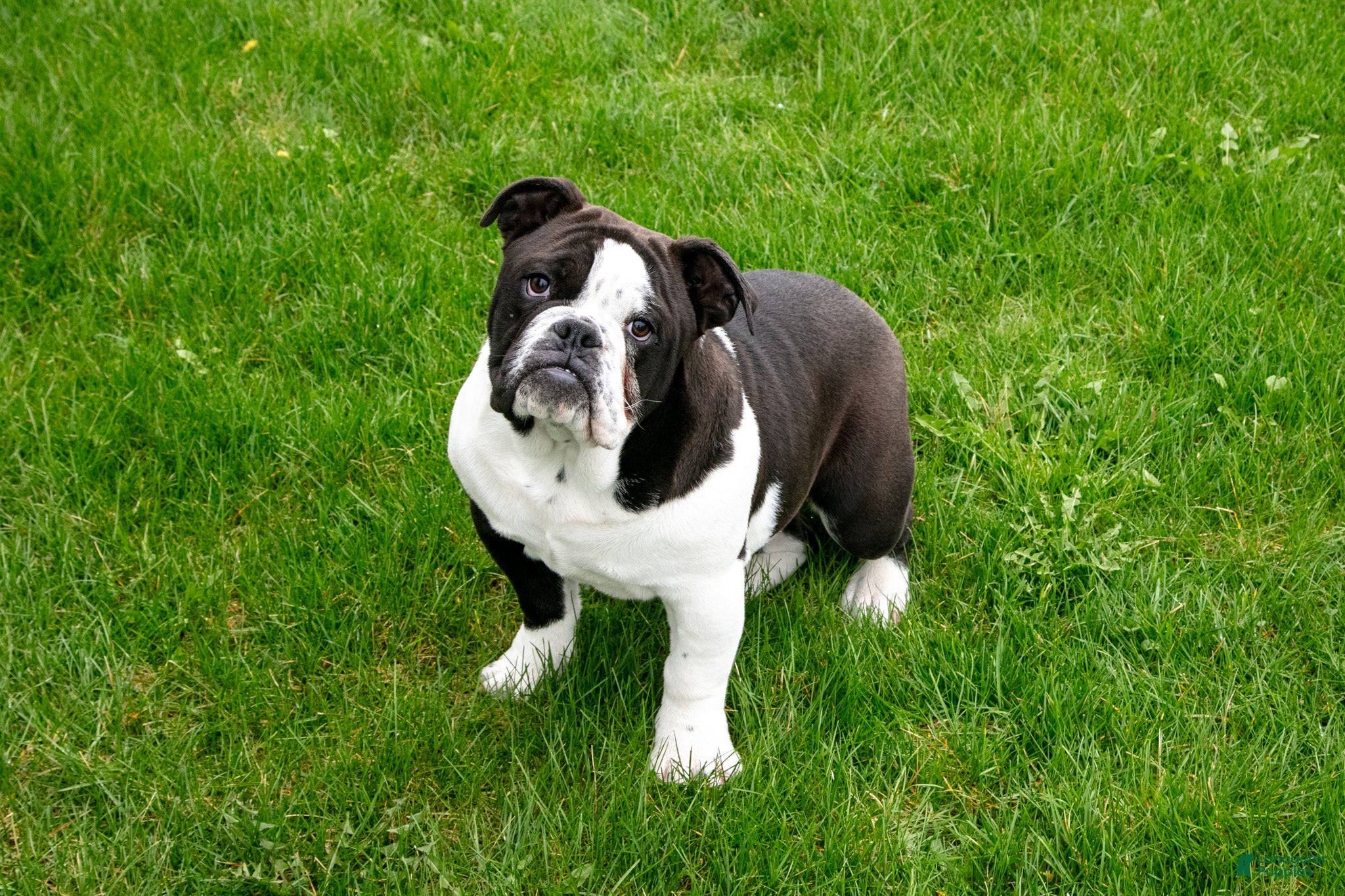 Mixed Breed dogs Troy - Ad 1