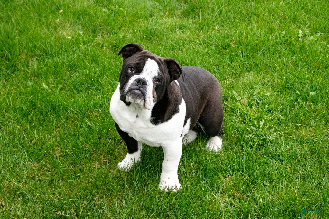 Mixed Breed dogs for sale: Troy - Ad 1