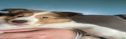 Shetland Sheepdog dogs for sale: Shetland Sheepdog Puppy 1 - Ad 5
