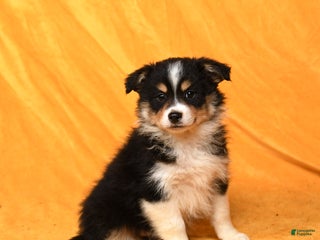 Miniature Australian Shepherd dogs - Ad 39