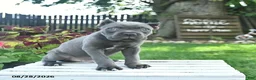 Cane Corso dogs for sale: Dallas  - Ad 4