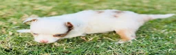 Toy Australian Shepherd dogs for sale: Daisy - Ad 5