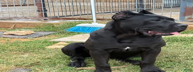 Pretzel