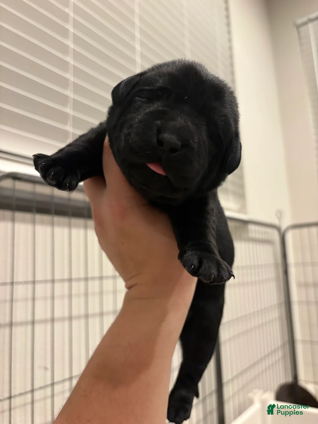 Labrador Retriever dogs for sale: Brown collar boy - Ad 2