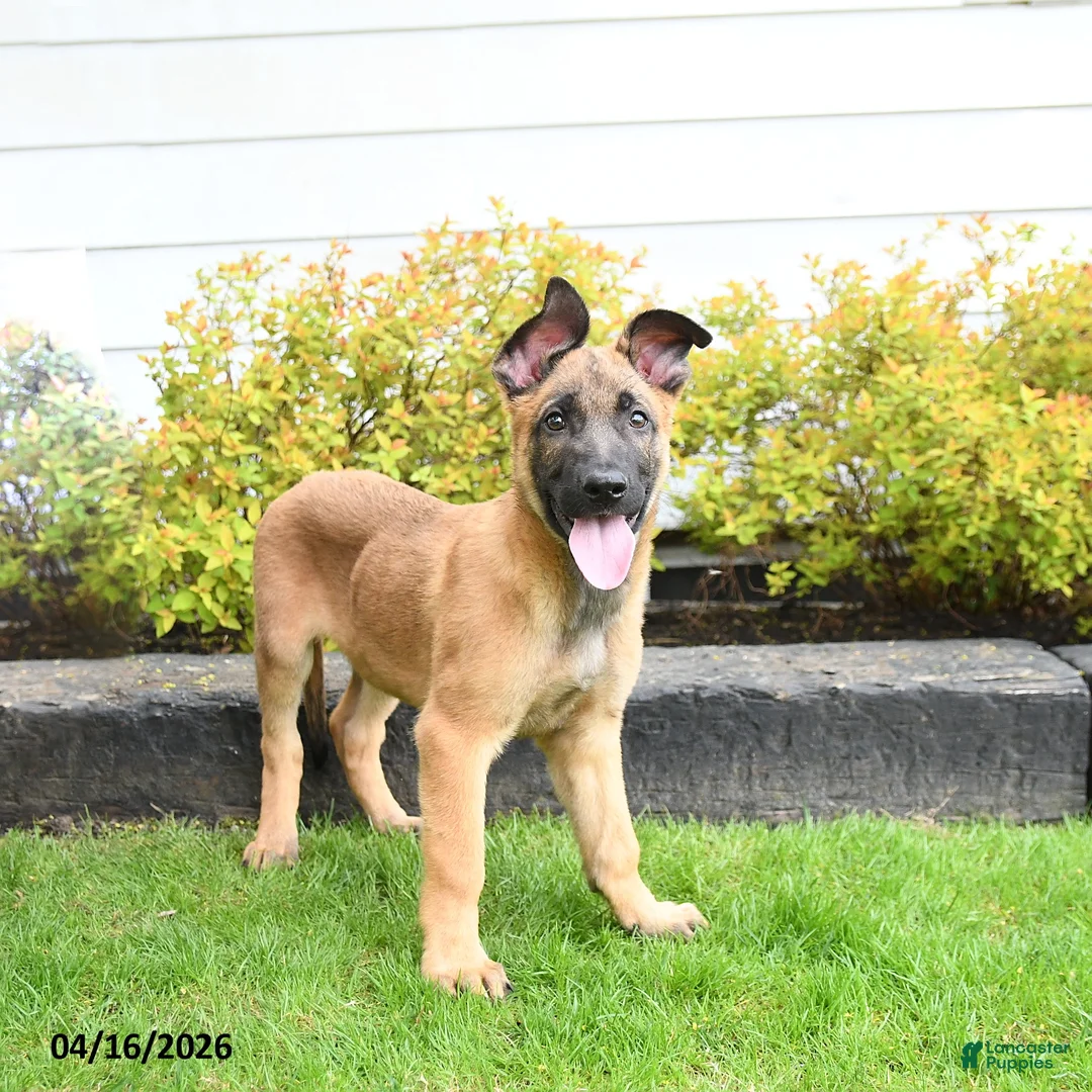 Mixed Breed dogs for sale: Trouper - Ad 1