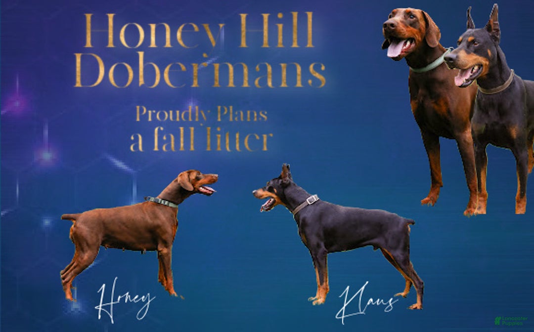 European Doberman Docked Doberman Puppies For Sale Doberman Puppy - Main Image