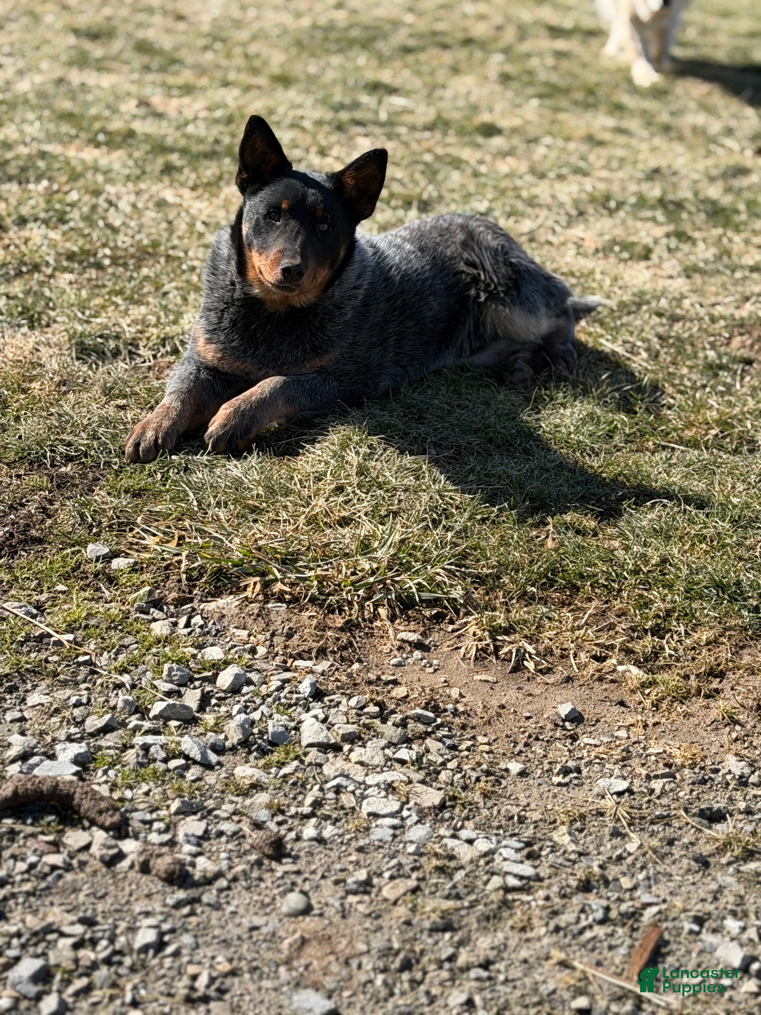 Australian Cattle Dog dogs Bodie - Ad 1