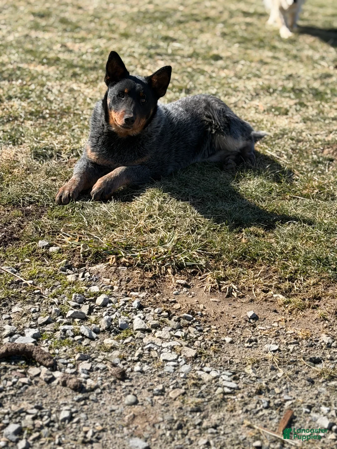 Australian Cattle Dog dogs for sale: Bodie - Ad 1