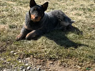 Australian Cattle Dog dogs for sale: Bodie - Ad 1