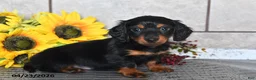 Miniature Dachshund dogs for sale: Otis - Ad 5