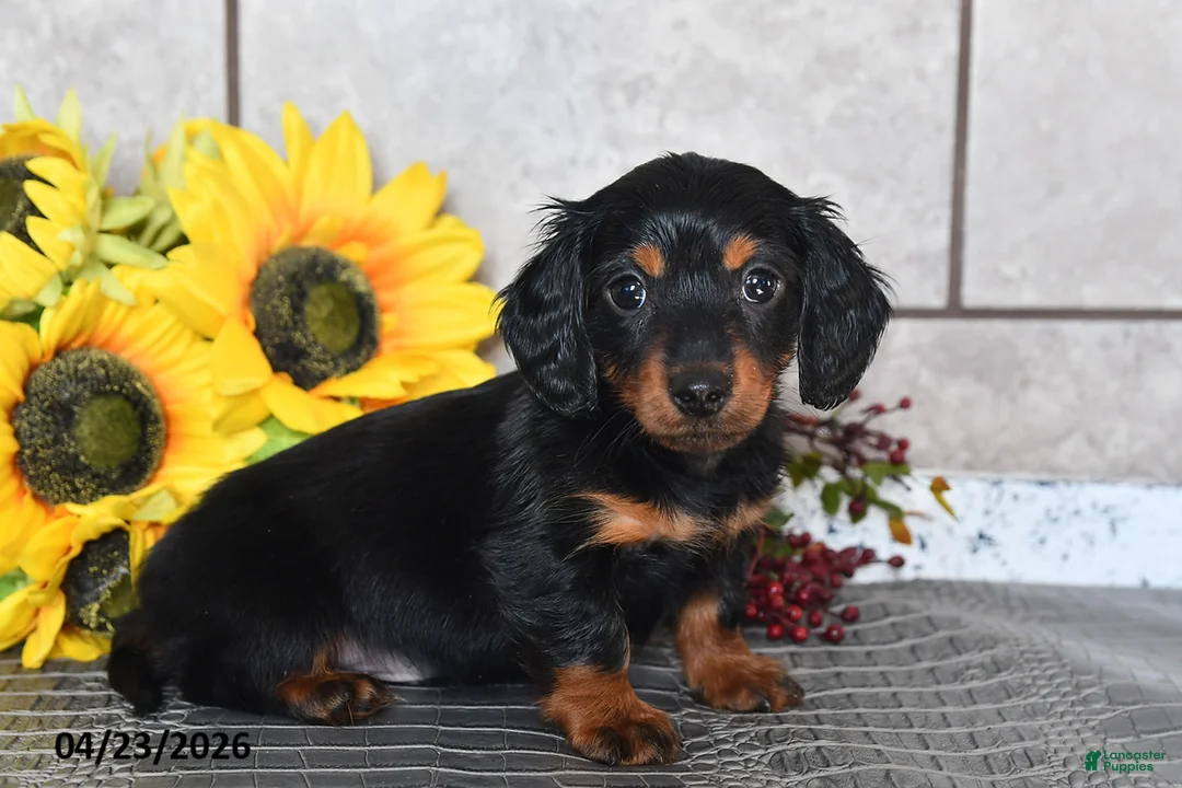 Miniature Dachshund dogs for sale: Otis - Ad 5