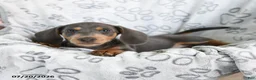 Dachshund dogs for sale: Dash - Ad 3