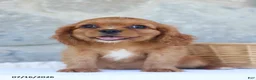 Cavalier King Charles Spaniel dogs for sale: Ben - Ad 5