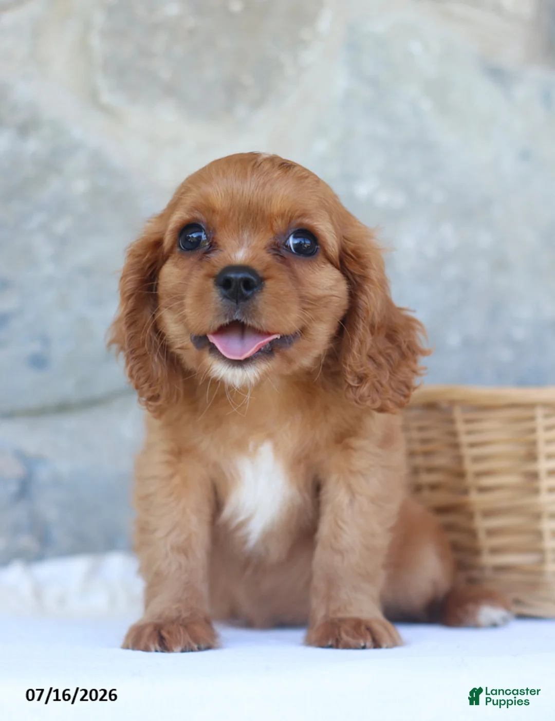 Cavalier King Charles Spaniel dogs for sale: Ben - Ad 5