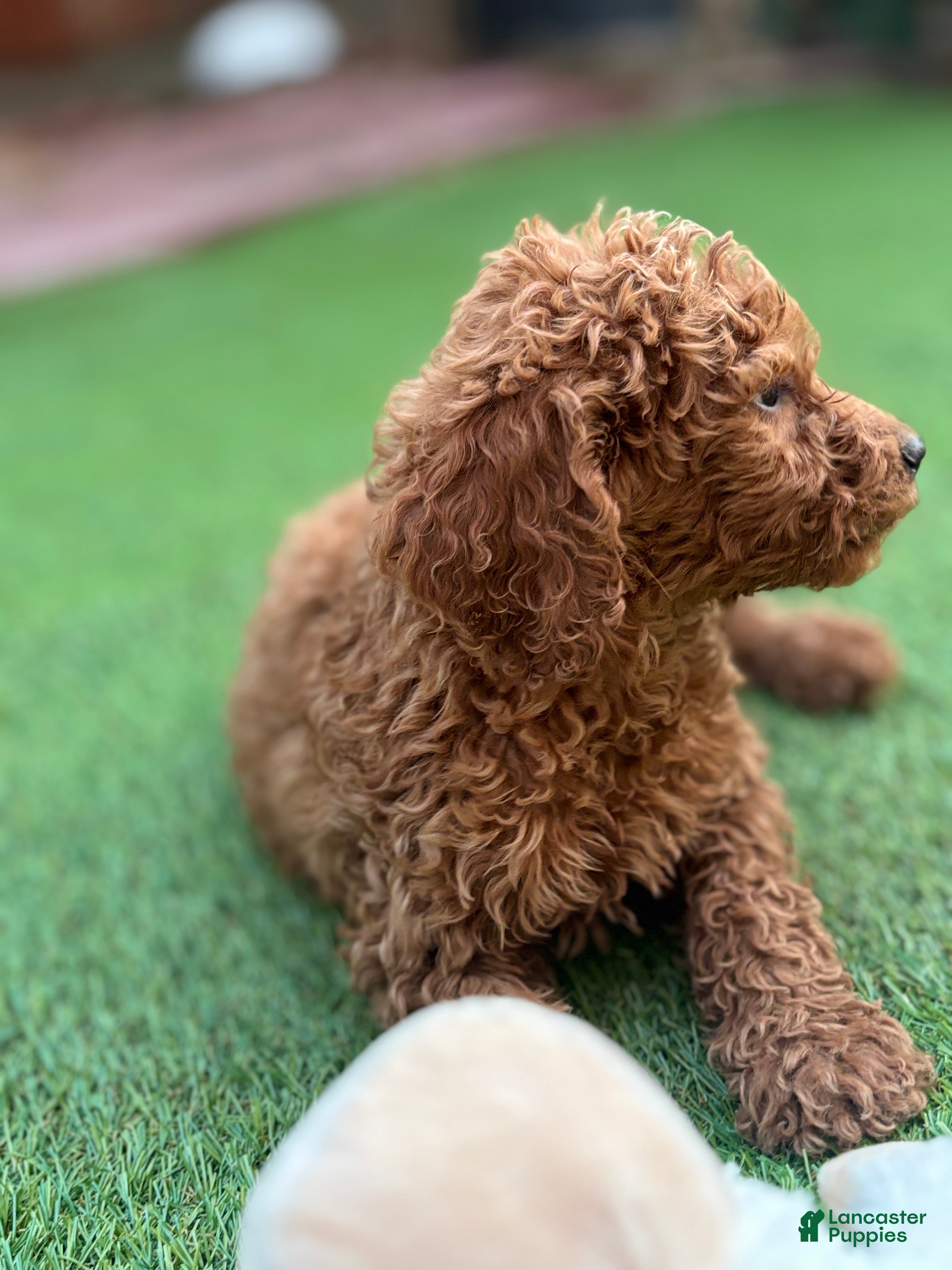 Standard Poodle dogs Cooper - Ad 1